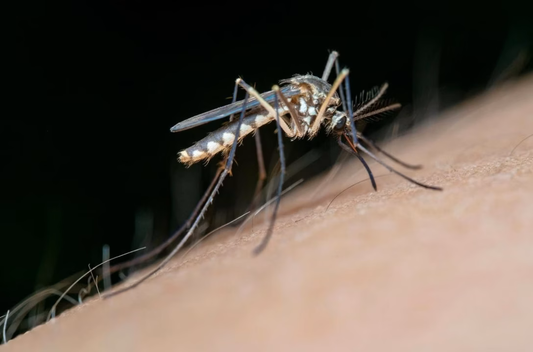 Chikungunya : comprendre sa transmission, reconnaître les symptômes et explorer les options de traitement