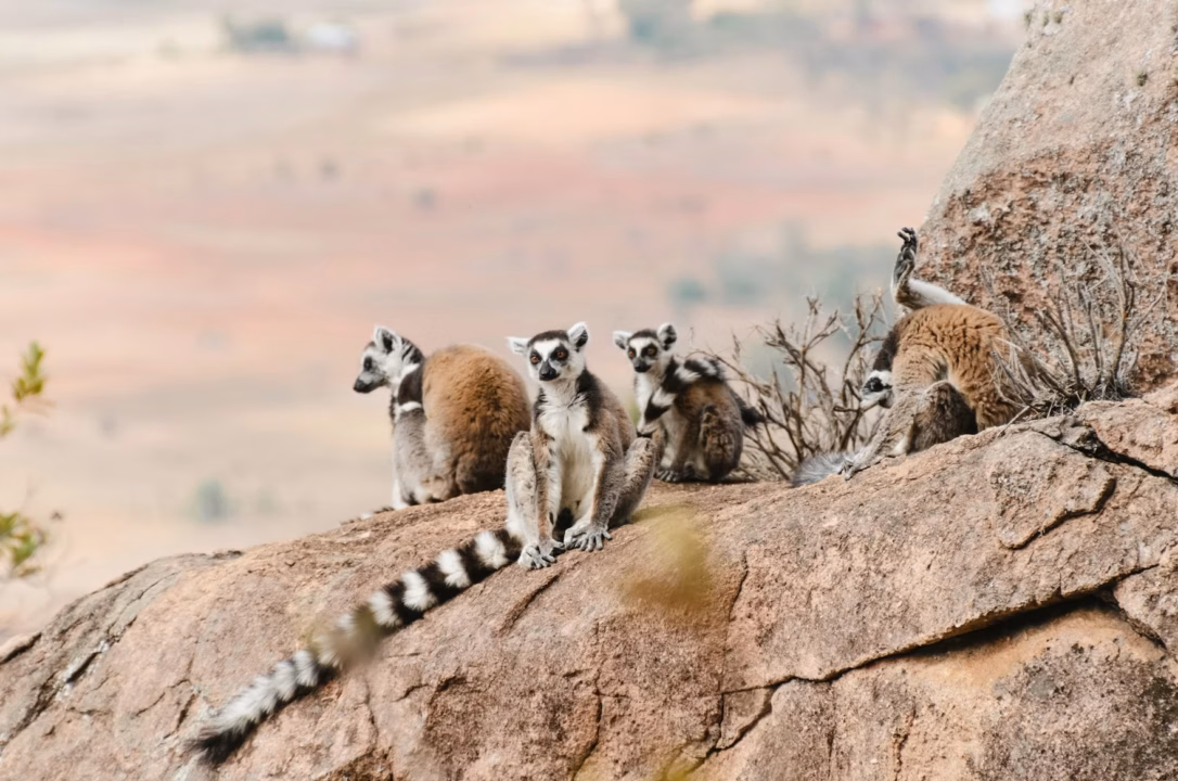 Les Léopards bouclent leur stage par une victoire sur Madagascar