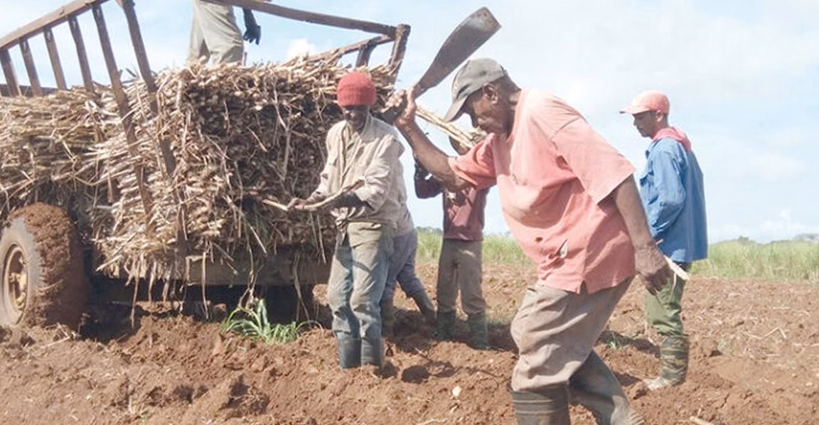Riz de Bumba : la PHC lance officiellement son projet